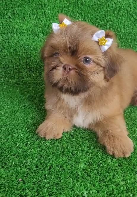 Shih Tzu Landing Image