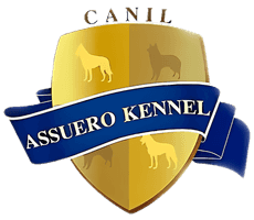 Canil Assuero
