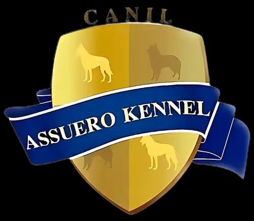 @canil_assuero_oficial_